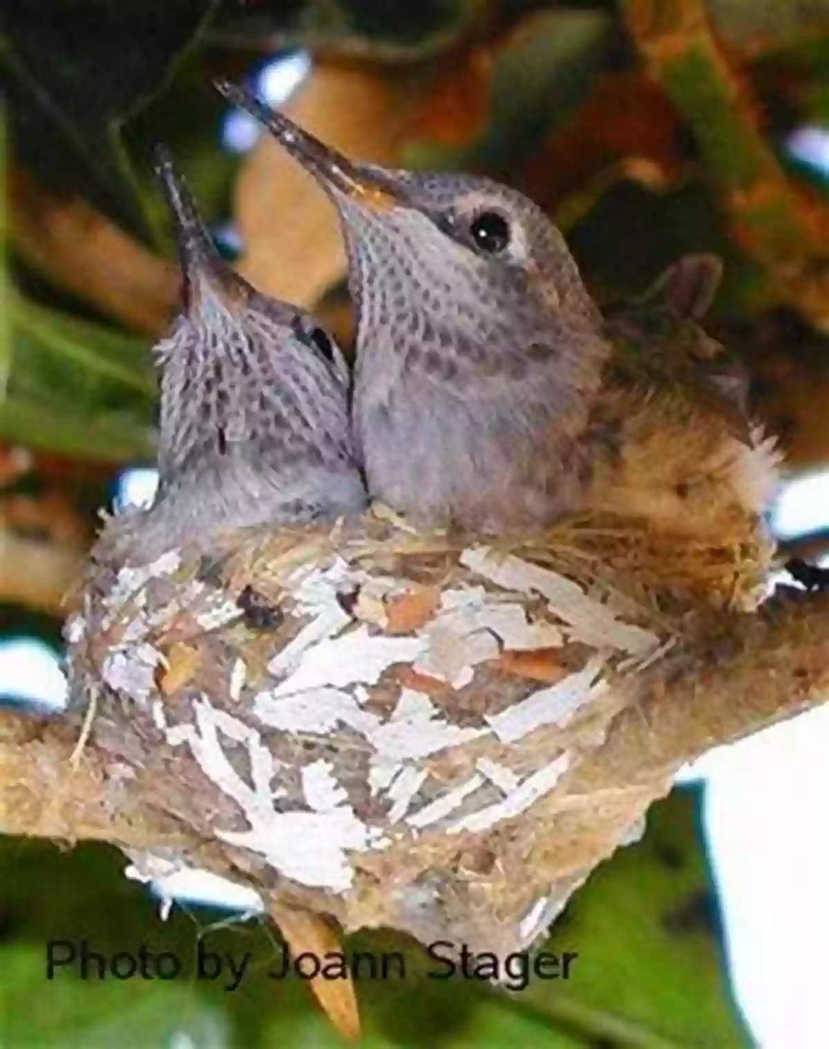 Anna's Hummingbird Birding For Babies: Migrating Birds: A Colors