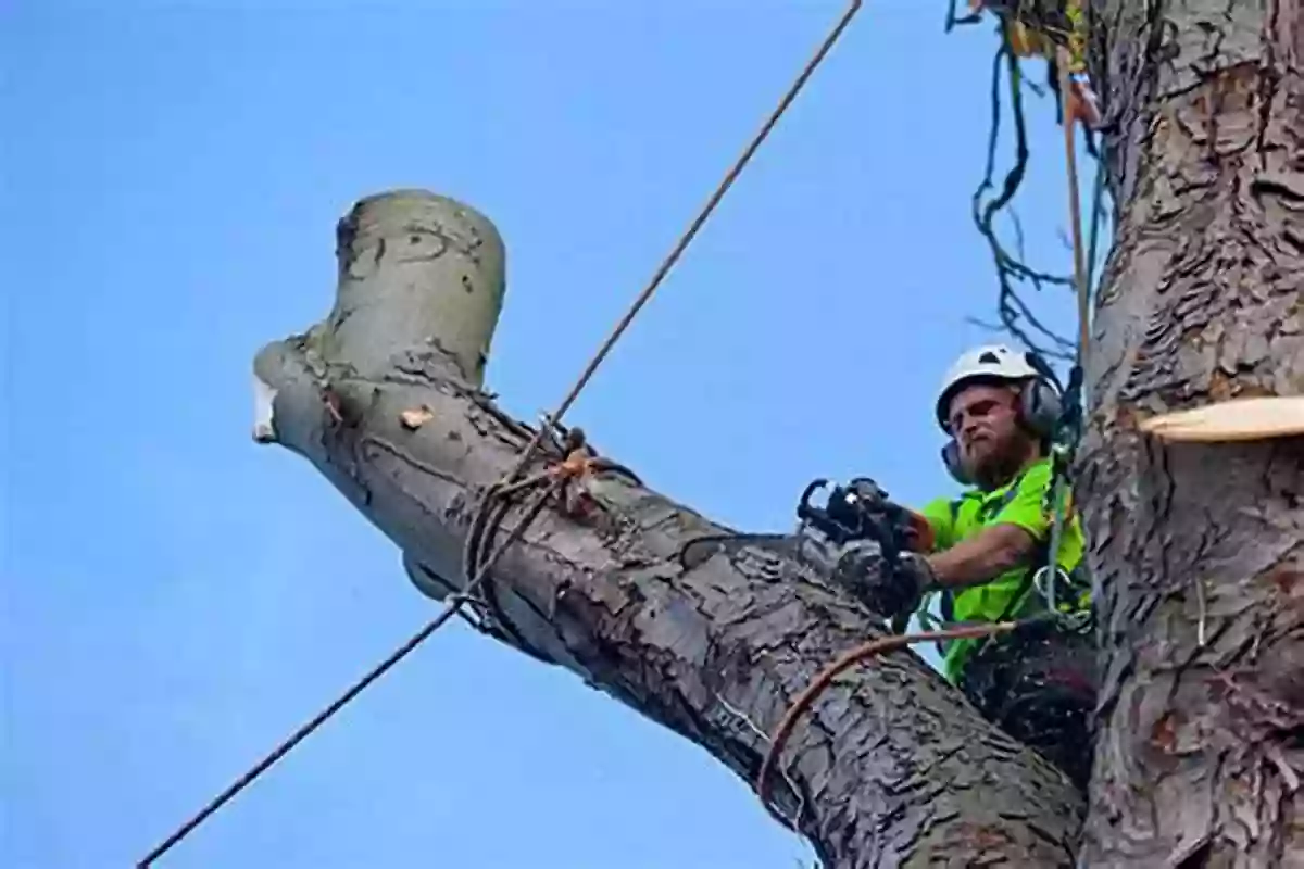 Arborists Performing Sectional Dismantling To Remove A Large Tree In A Confined Space Tree Faller S Manual: Techniques For Standard And Complex Tree Felling Operations