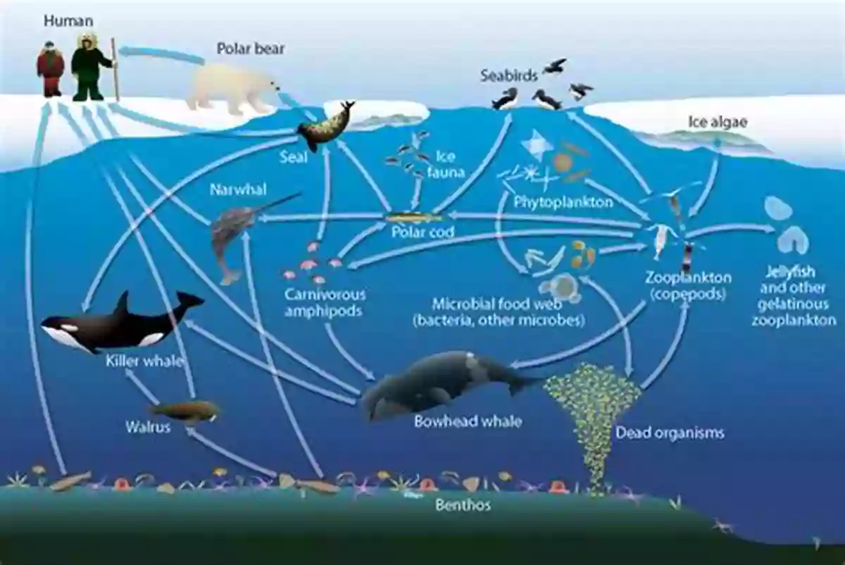 Arctic Cod Here Is The Arctic Winter (Web Of Life 5)