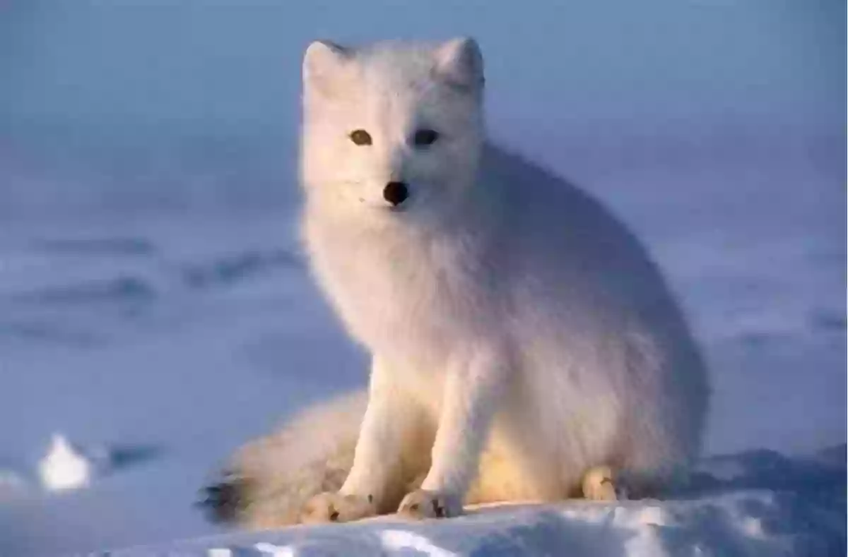 Arctic Fox Here Is The Arctic Winter (Web Of Life 5)