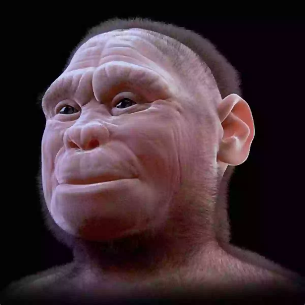 Artistic Depiction Of Homo Floresiensis A Glimpse Into The Past A New Human: The Startling Discovery And Strange Story Of The Hobbits Of Flores Indonesia