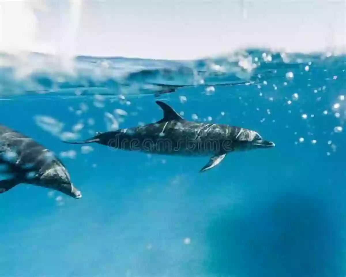 Atlantic Spotted Dolphin Swimming Gracefully In The Ocean The Sea Mammal Alphabet