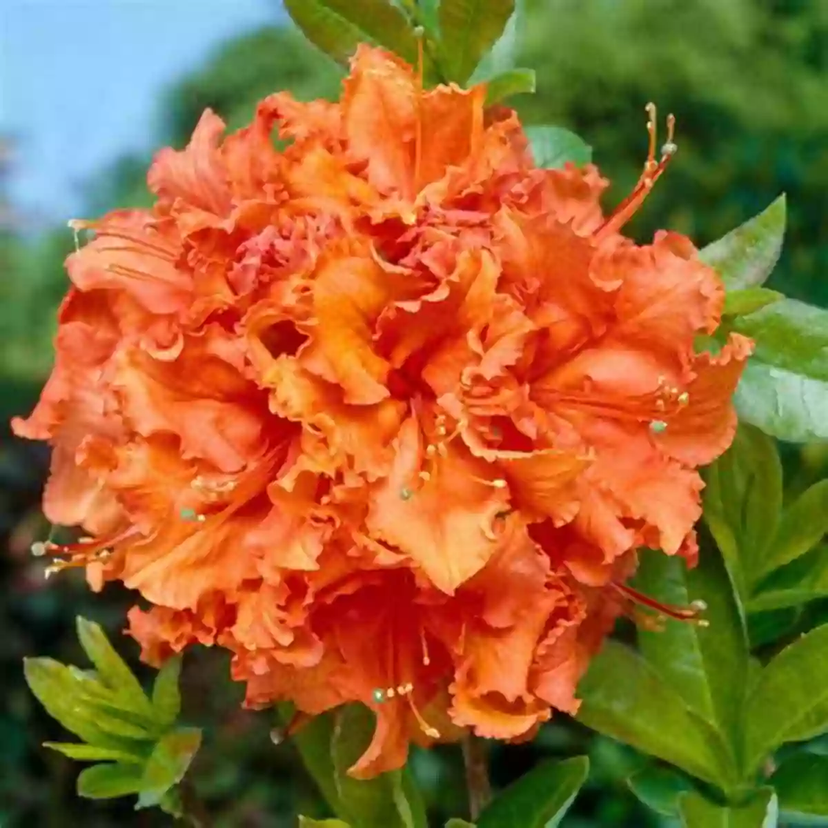 Azaleas Vibrant Blooms That Paint Patricia Rorke's Garden Every Common Bush Patricia Rorke