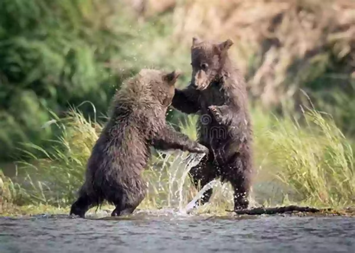 Baby Animals First Opposites Cute Bear Cubs Playing Around Baby Animals First Opposites (Baby Animals First Series)