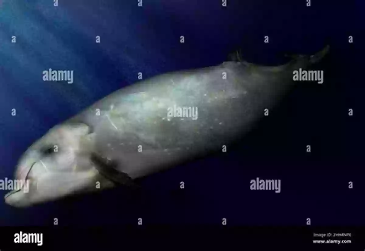 Beaked Whale Swimming Gracefully In The Deep Ocean The Sea Mammal Alphabet