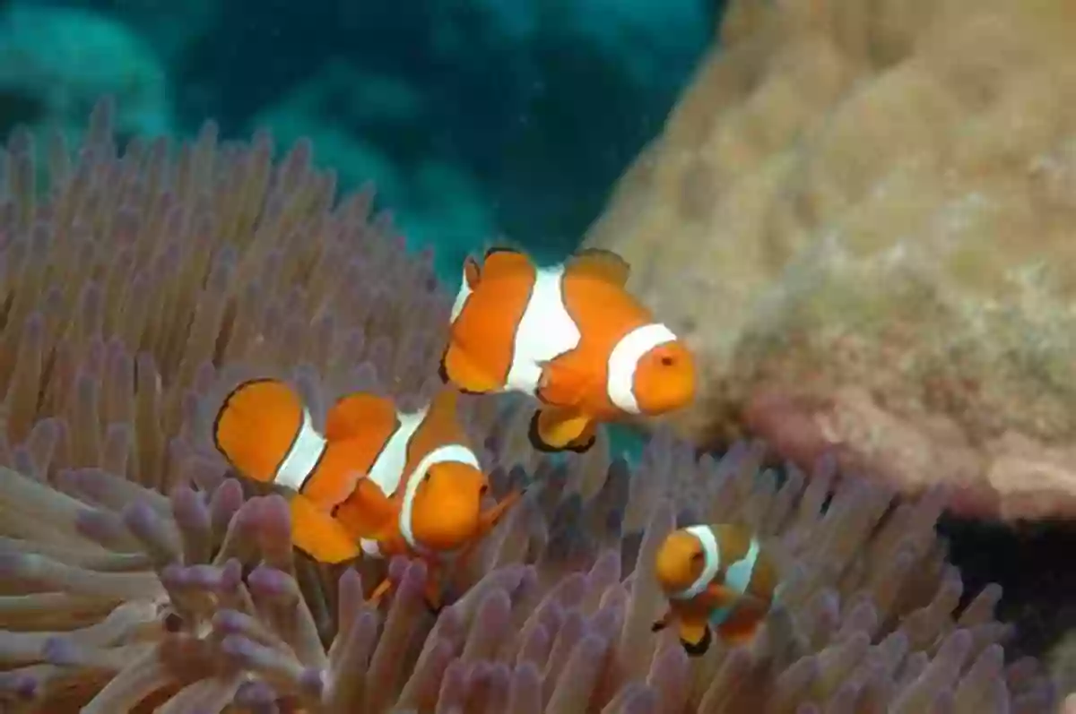 Beautiful Clownfish Swimming Among The Coral Reefs In The Great Barrier Reef My Of Animal Opposites: Big Or Small Loud Or Quiet: 141 Animals From Around The World