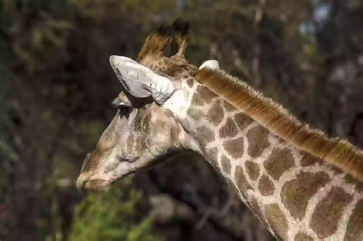 Beautiful Giraffe Grazing On An African Savannah Giraffes (Penguin Young Readers Level 3)