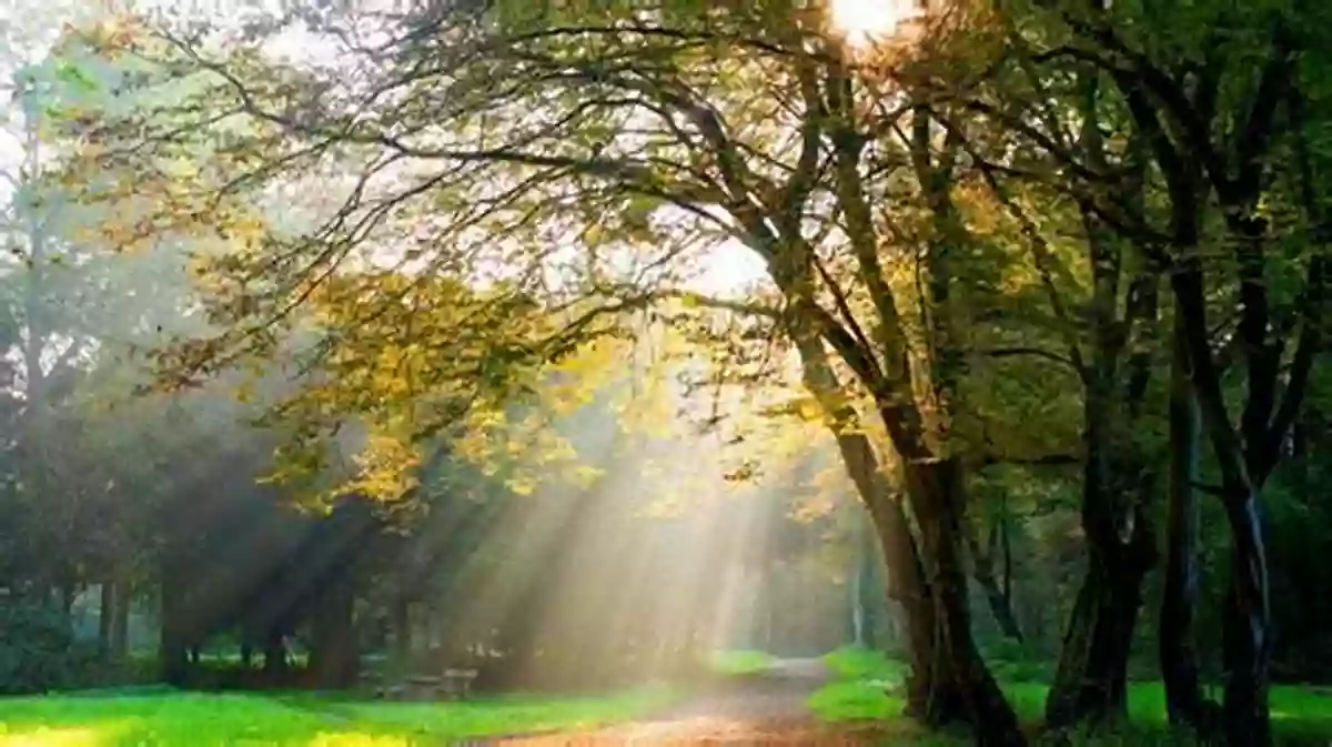 Beautiful Green Forest With Trees And Sunlight Forests: Discover Pictures And Facts About Forests For Kids