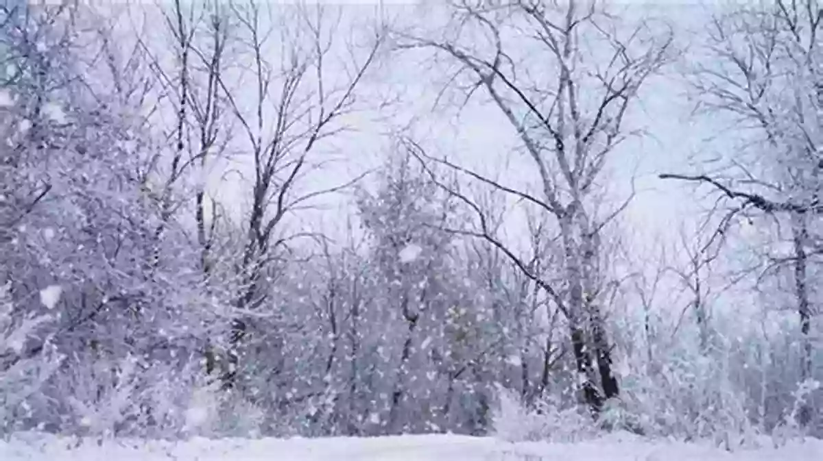 Beautiful Snowy Landscape During Winter Winter Winter Cold And Snow