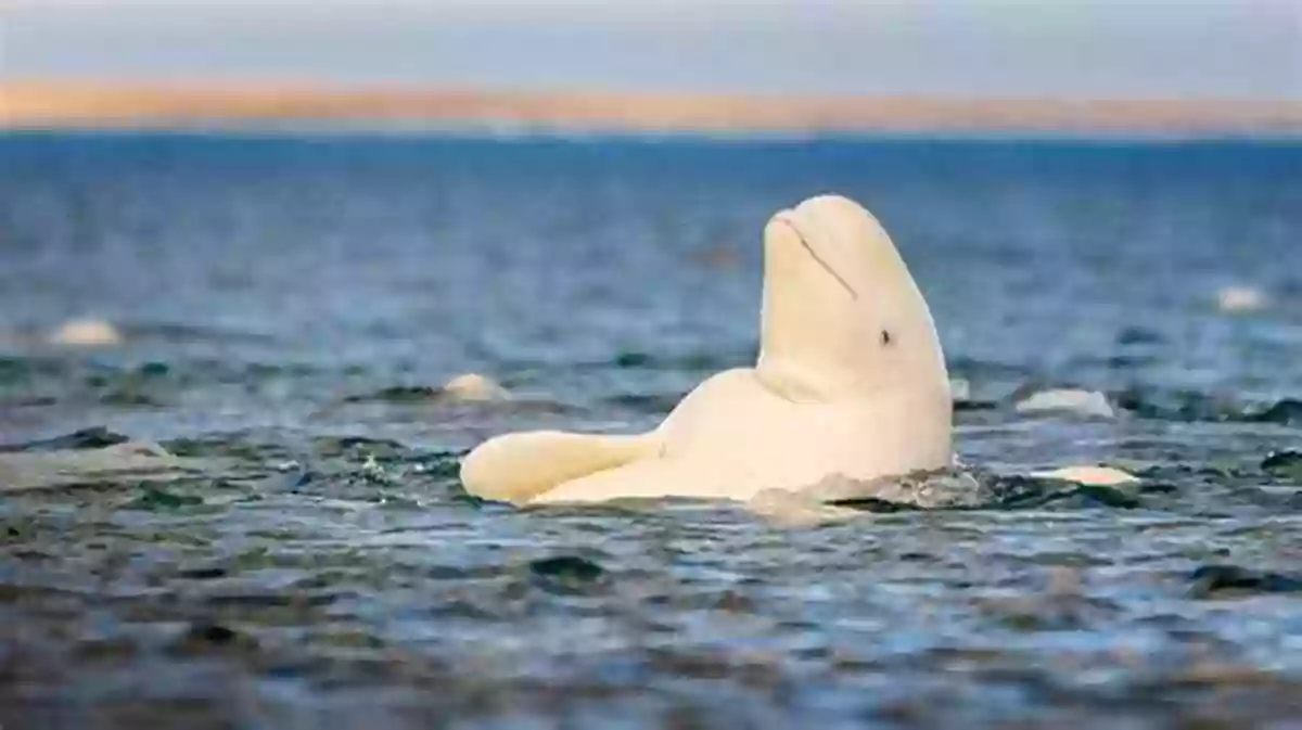 Beluga Whale Gracefully Swimming In The Arctic Waters The Sea Mammal Alphabet