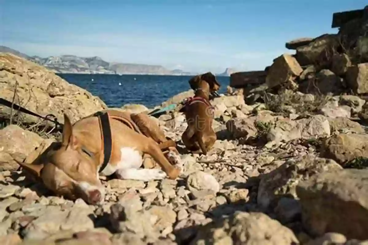 Benjamin And His Dog Enjoying A Sunny Day At The Beach South Africa (Country Guides With Benjamin Blog And His Inquisitive Dog)