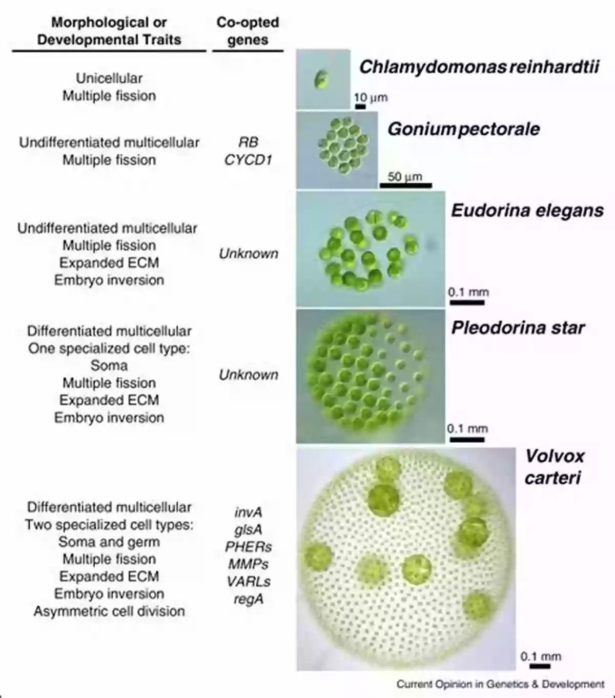 Biological Revolution An Illustration Showcasing The Evolution Of Life From Single Celled Organisms To Complex Beings Revolutions That Made The Earth