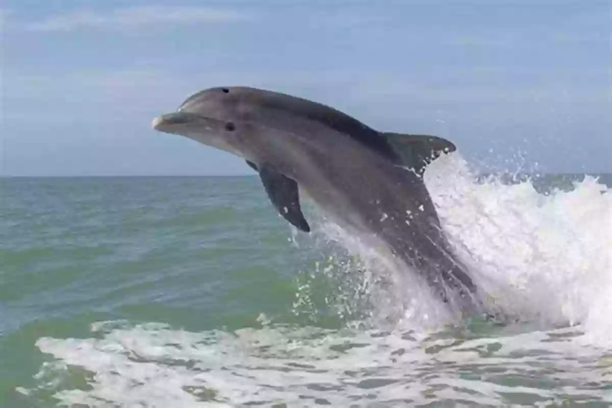 Bottlenose Dolphin In The Ocean The Alphabet ABC In The Ocean: Colorfull And Cognitive Alphabet With 80 Pictures For 2 5 Year Old Kids (Baby Children S Toddler (The Alphabet With Large Pictures)