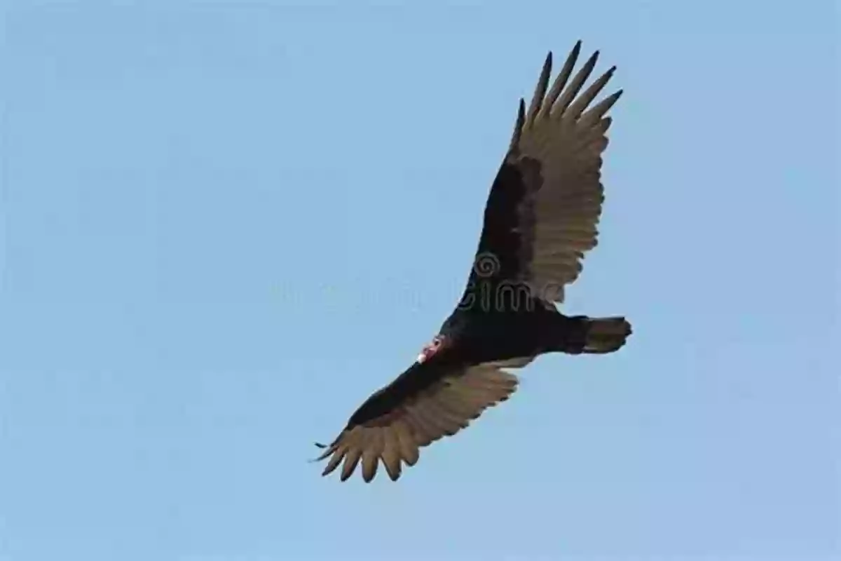 Brian Cleary Soaring Fearlessly Through The Sky On The Wings Of A Vulture V Is For Vulture Brian P Cleary