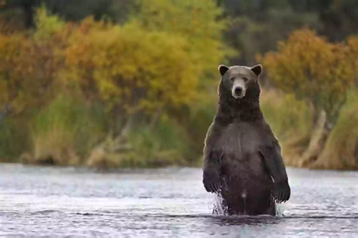 Brown Bear In Alaska My 50 States 2: Meet The Mammals Of The States With Pop Ups