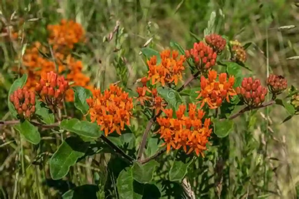 Butterfly Weed Vibrant Orange Flowers Attracting Bees And Butterflies Deer Resistant Native Plants For The Northeast