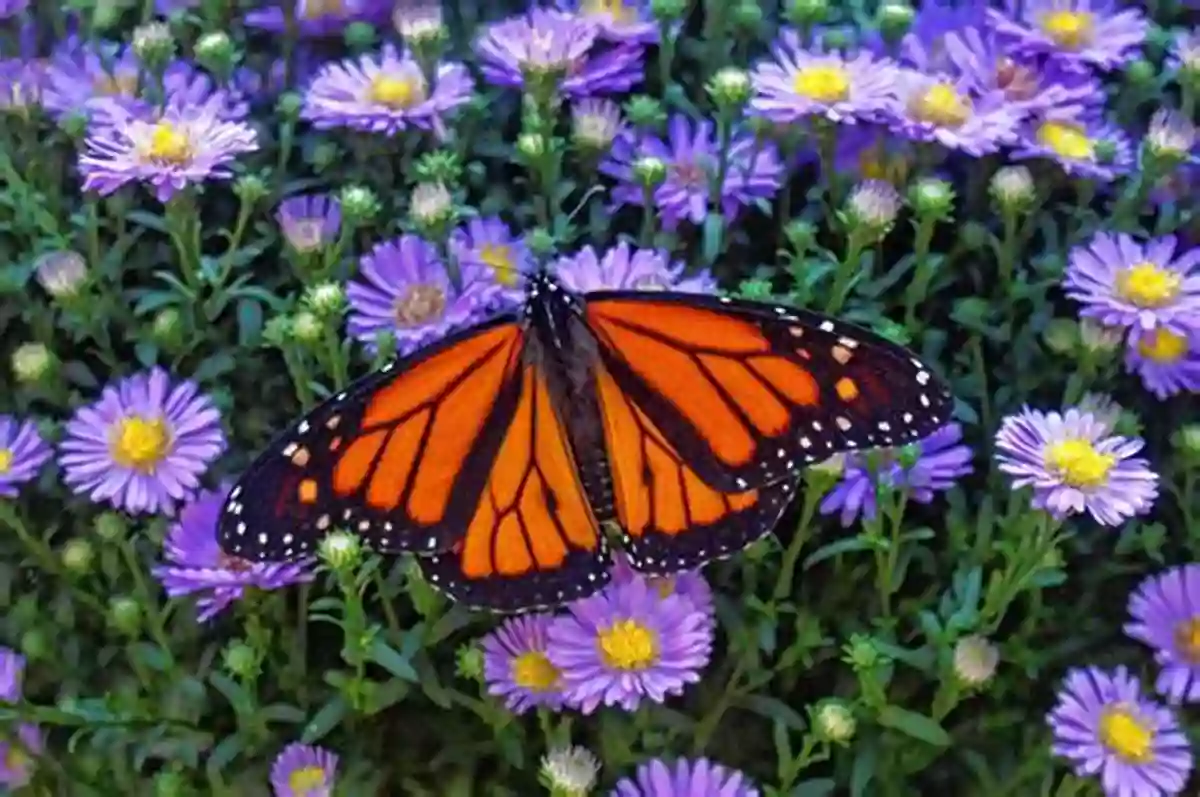 Butterfly In The Wild RSPB Nature Guide: Wildlife Catherine Brereton