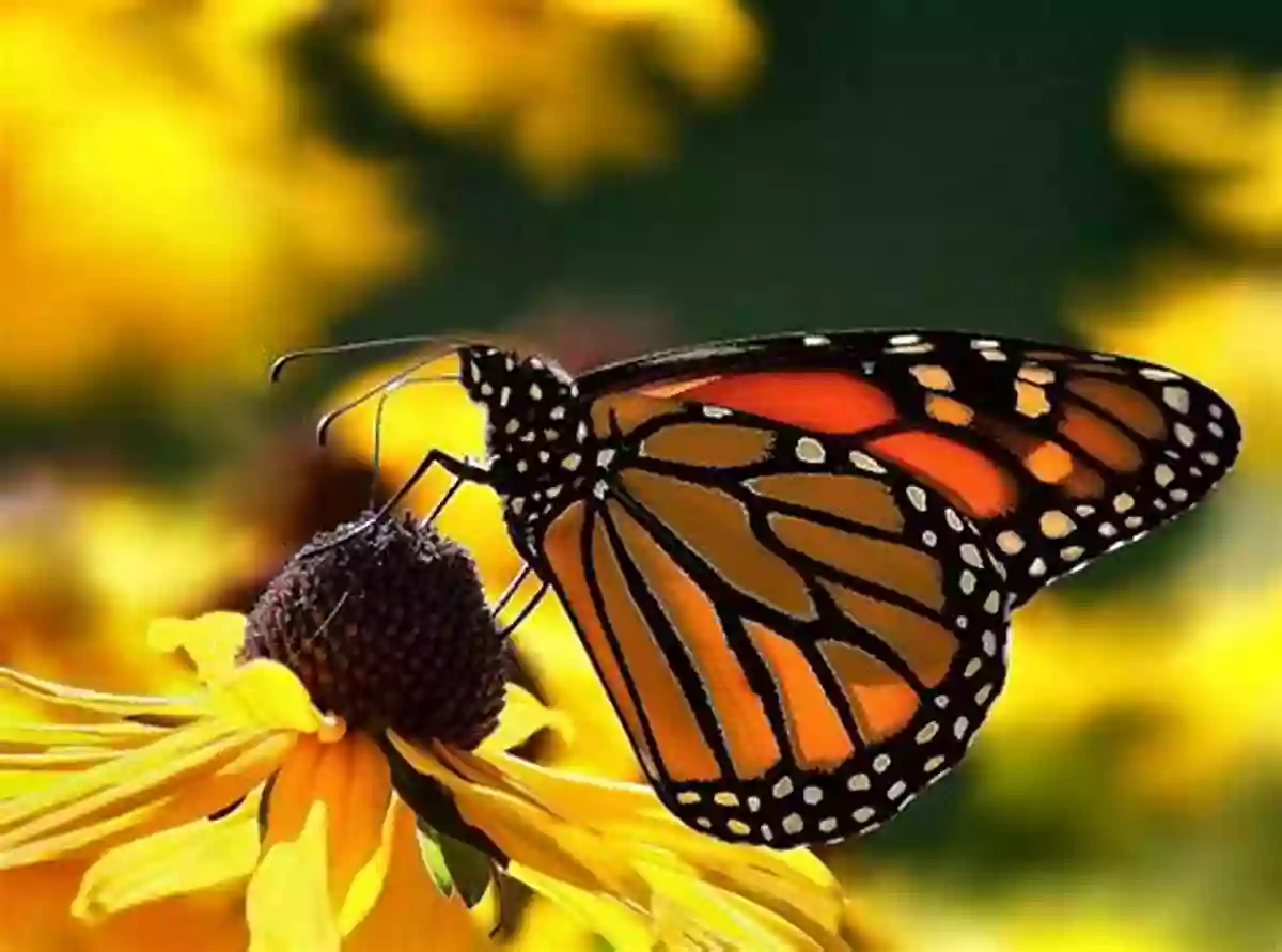 Butterfly Perched On A Flower A Day In The Garden