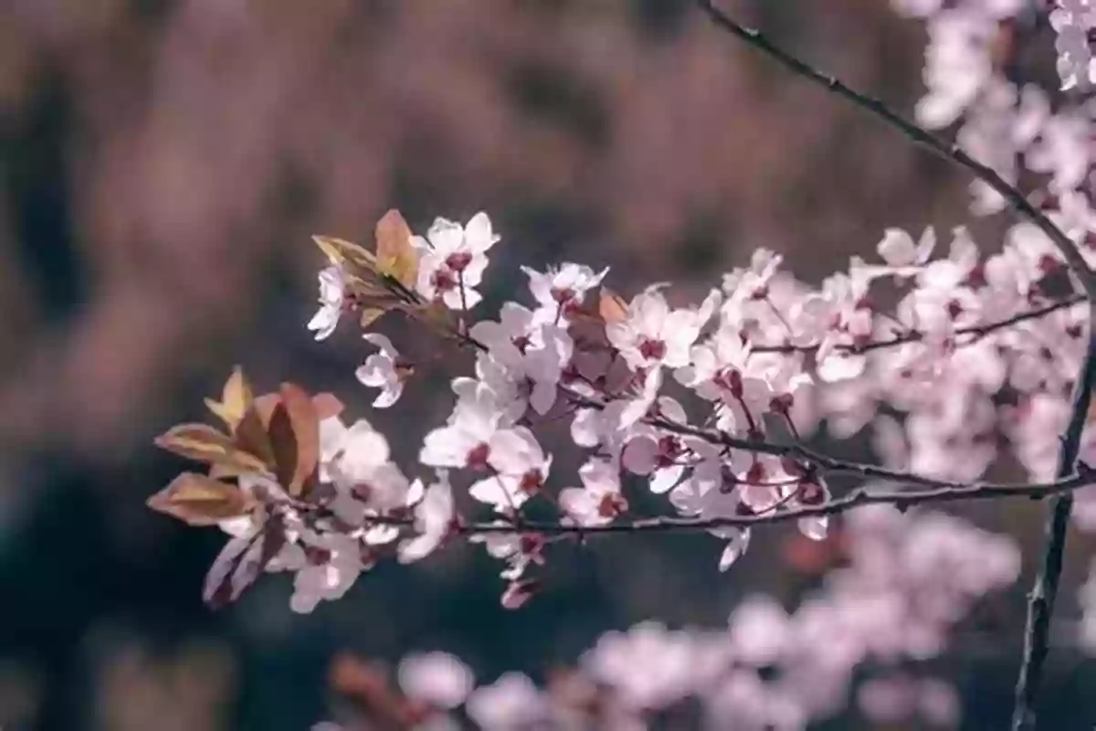 Cherry Blossoms In Lanzhou City, China Urban Air Pollution Monitoring By Ground Based Stations And Satellite Data: Multi Season Characteristics From Lanzhou City China