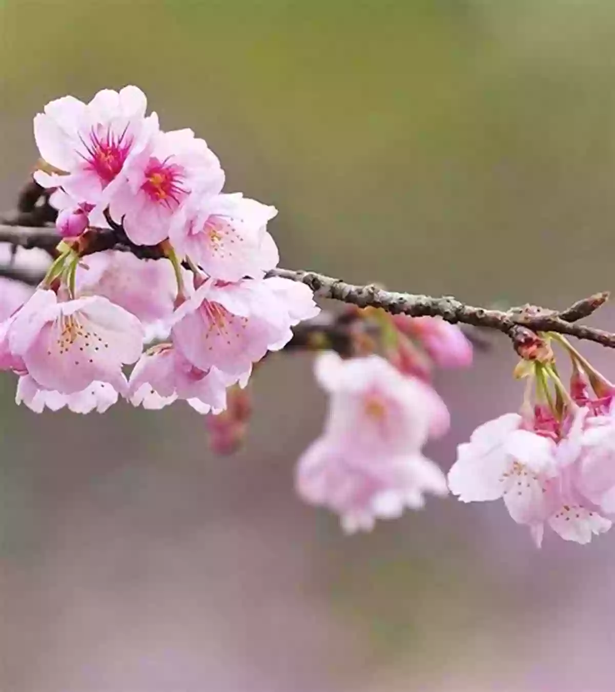 Cherry Blossoms In Full Bloom, Delicately Adorning Tree Branches What Can I See In The Spring? (The Seasons)