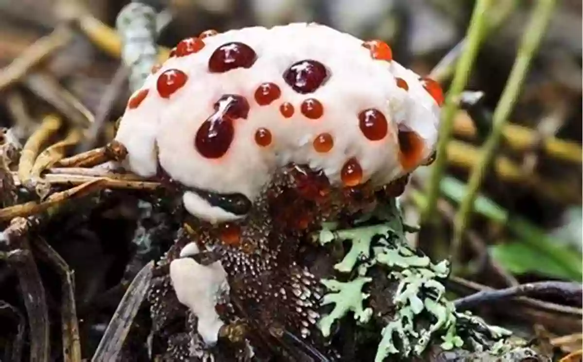 Close Up Of Bleeding Tooth Fungus Oozing Red Droplets Scary Plants (Smithsonian) Janet Lawler