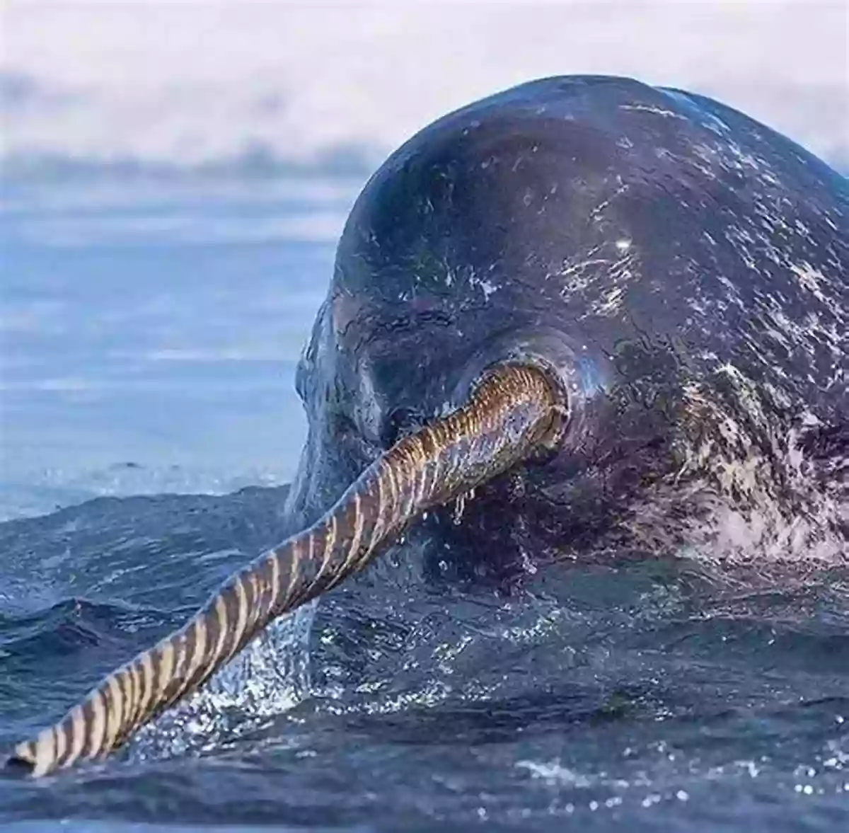 Close Up Of A Narwhal Tusk, Showcasing Its Intricate Spirals Narwhal: The Arctic Unicorn Calliope Glass