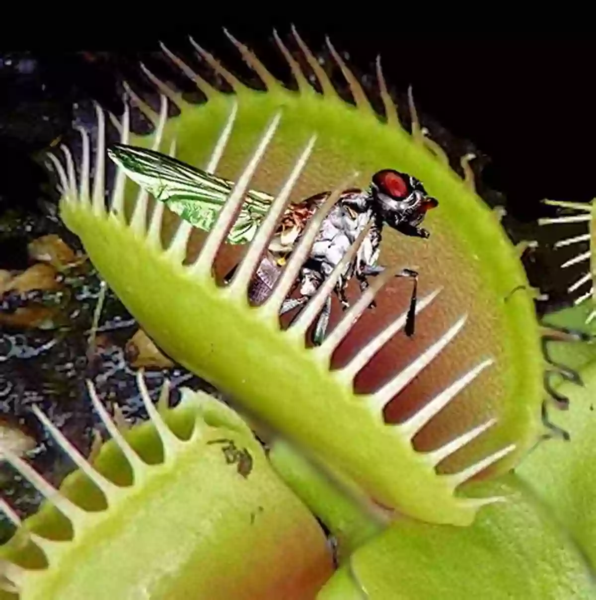 Close Up Of A Venus Flytrap's Menacing Teeth Like Leaves Scary Plants (Smithsonian) Janet Lawler