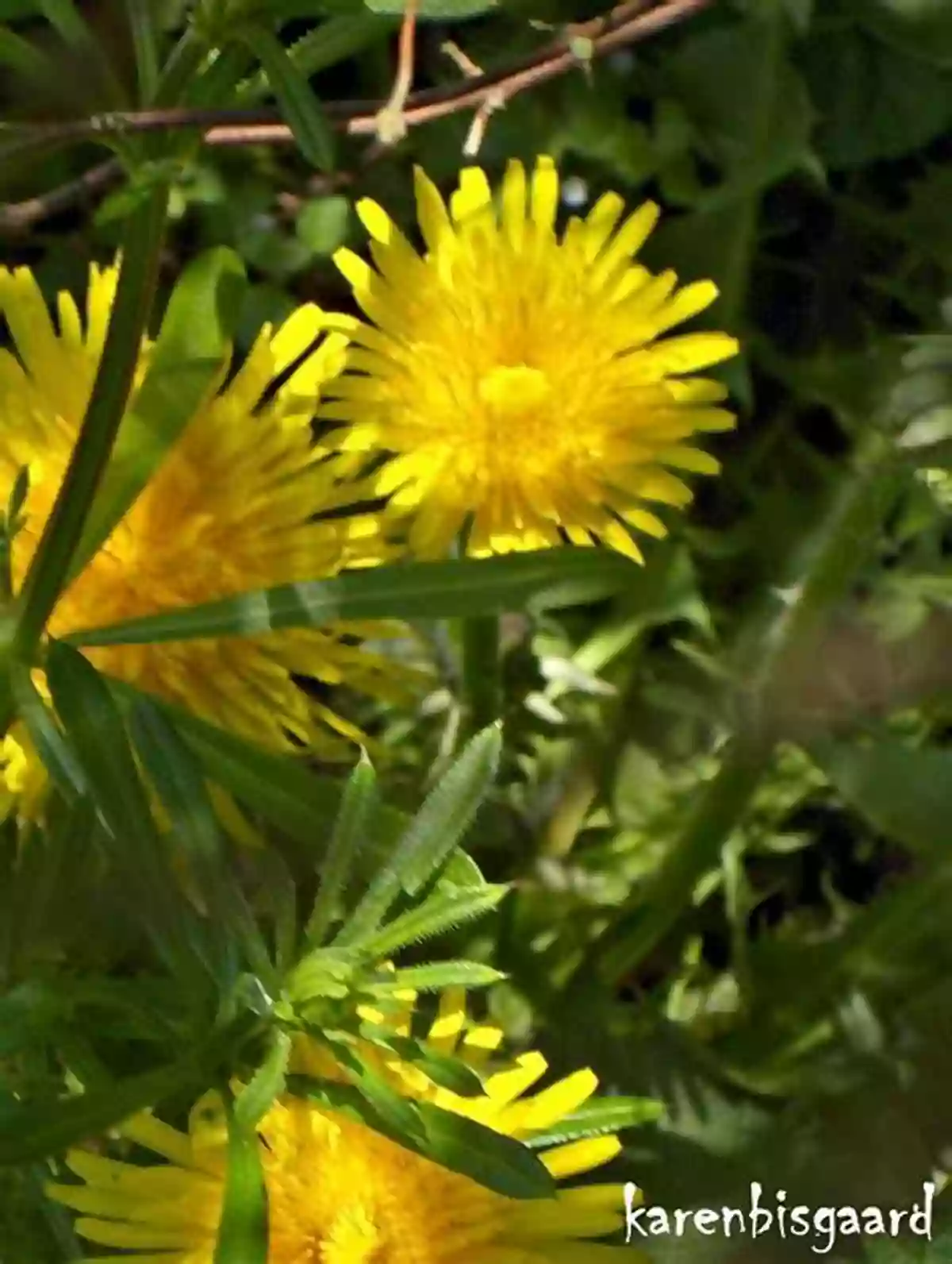 Close Up Of A Dandelion In Full Bloom, Showcasing Its Bright Yellow Petals And Fluffy Seeds Let S Look At Dandelions (Plant Life Cycles (Pull Ahead Readers Nonfiction))