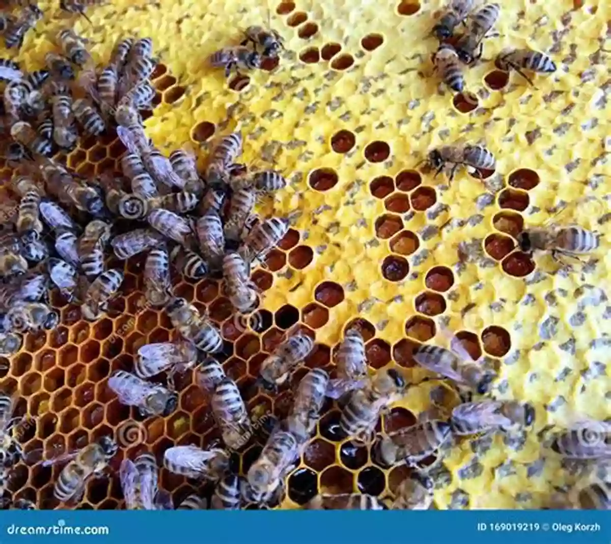 Close Up Of A Honeycomb Filled With Hexagonal Cells Beehive Jorey Hurley