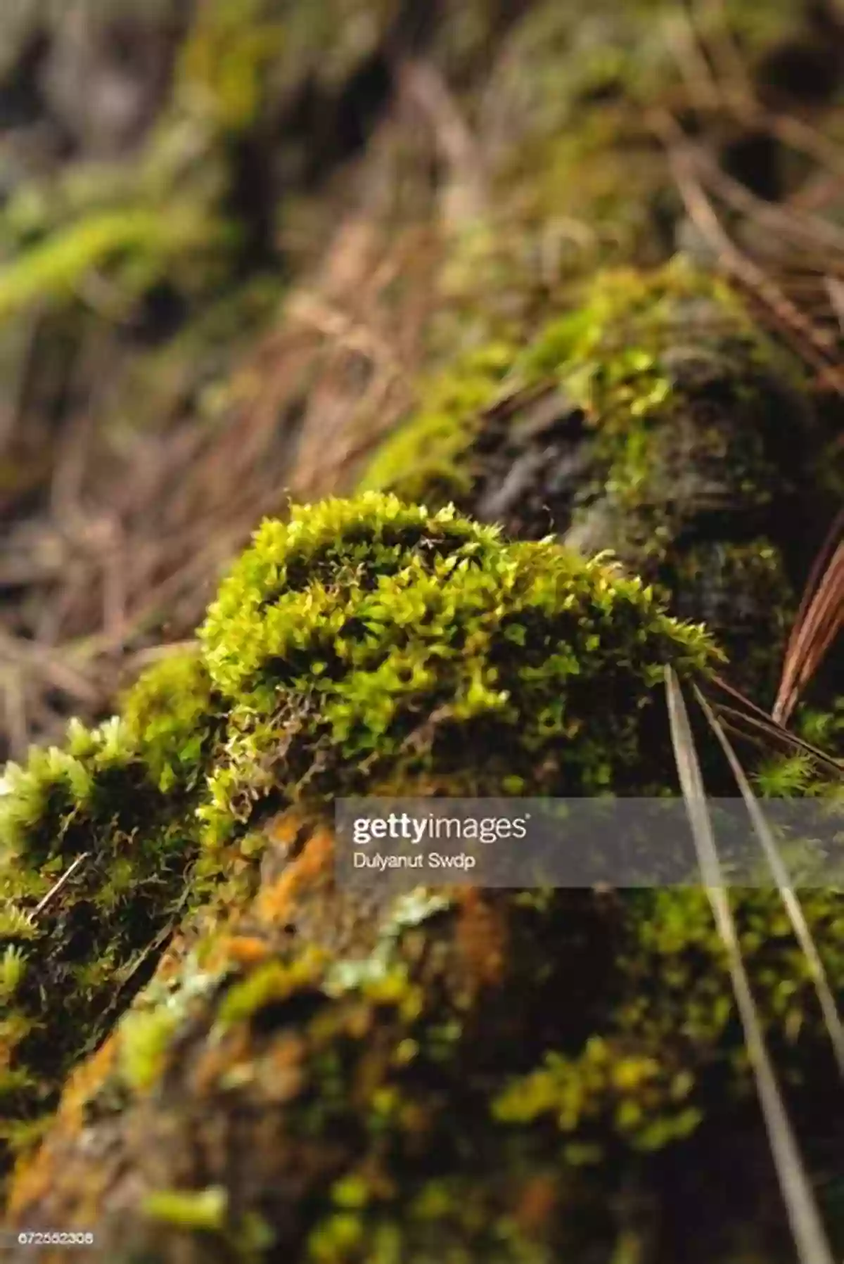 Close Up Of A Moss Covered Tree Trunk In A Forest Forests: Discover Pictures And Facts About Forests For Kids