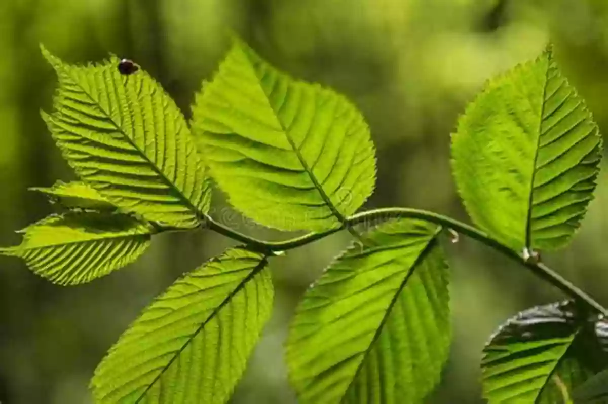 Close Up Of A Tree Branch Covered In Fresh Green Leaves Abracadabra It S Spring (Seasonal Magic)