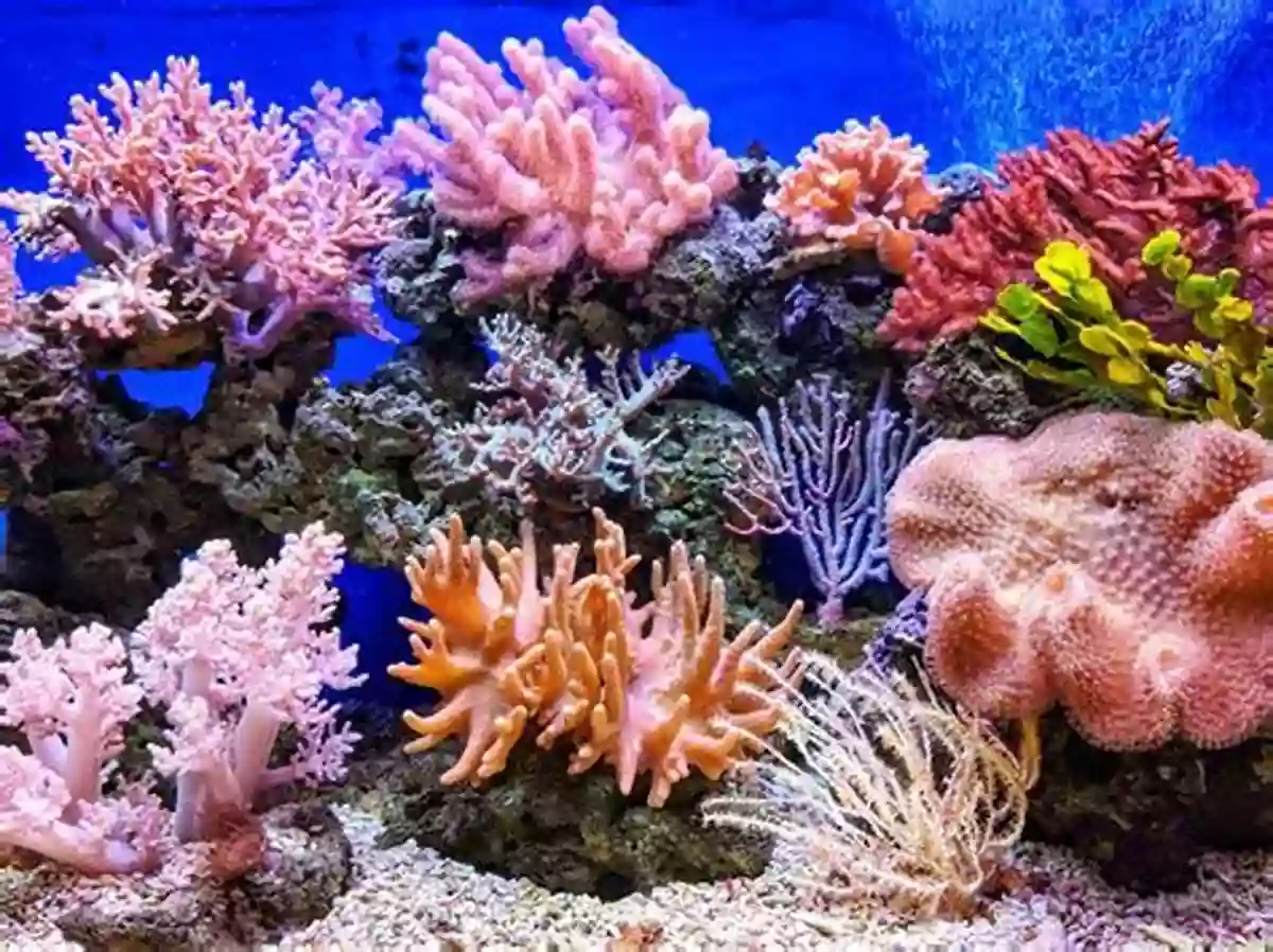 Colorful Coral Reef Teeming With Marine Life Do You Really Want To Visit A Coral Reef? (Do You Really Want To Visit ?)