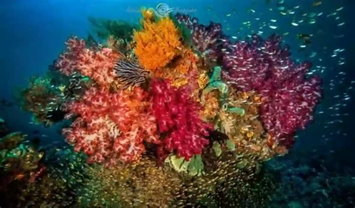 Colorful Coral Reefs At Baat Adriana Zoder Fiji Baat Adriana Zoder