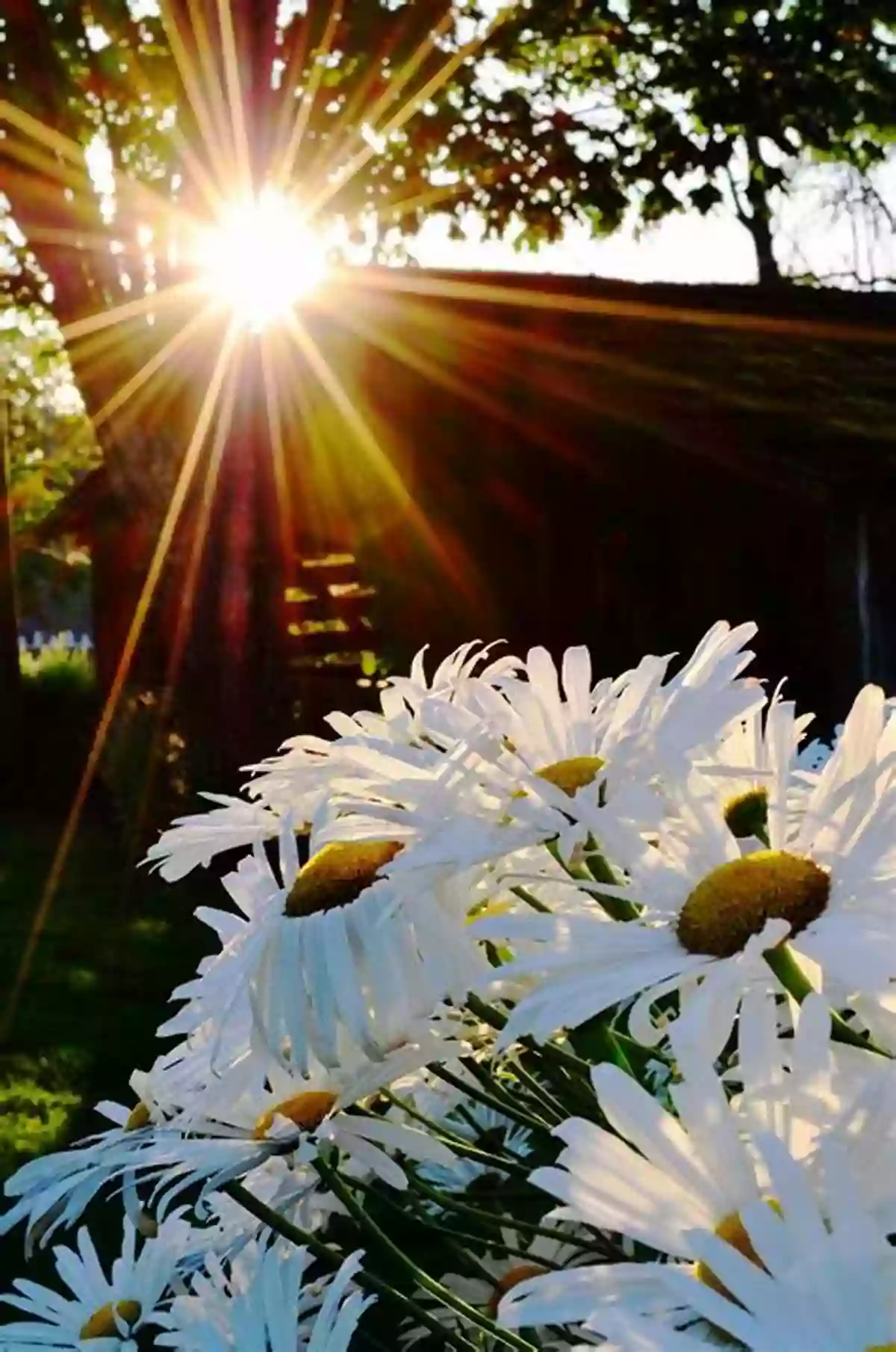 Colorful Flowers In The Morning Sun A Day In The Garden