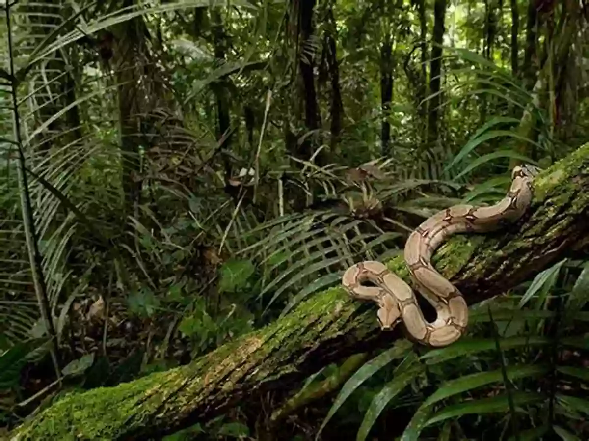 Congo Basin Rain Forest Life (Habitats Around The World)