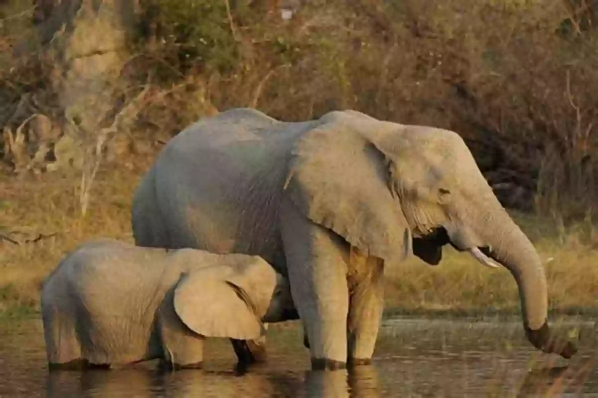 Conservation Tourism In Namibia Combating Water Scarcity In Southern Africa: Case Studies From Namibia (SpringerBriefs In Environmental Science)