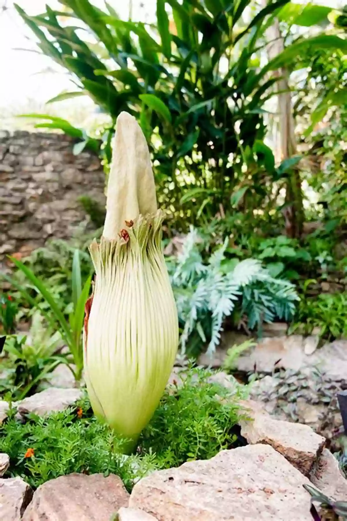 Corpse Flower When Plants Attack: Strange And Terrifying Plants