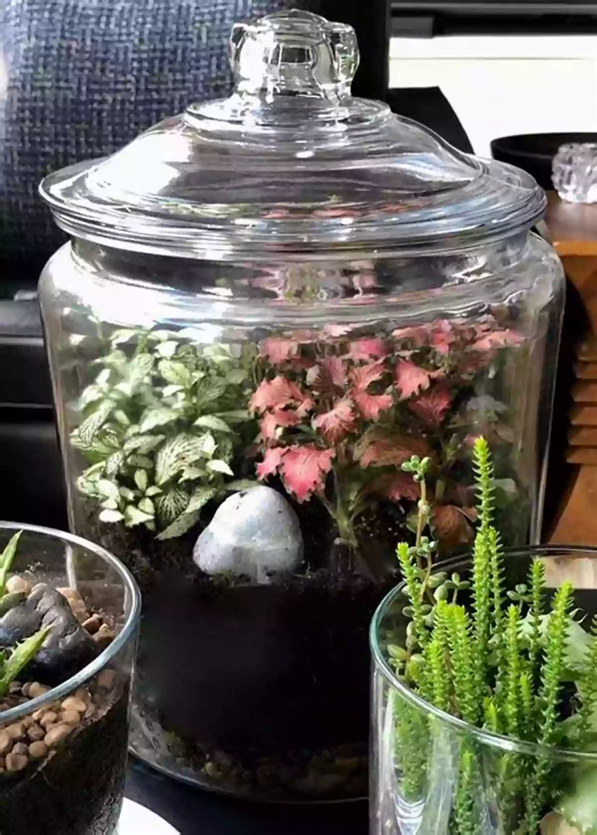 Create A Homemade Terrarium Explore Water : 25 Great Projects Activities Experiments (Explore Your World)