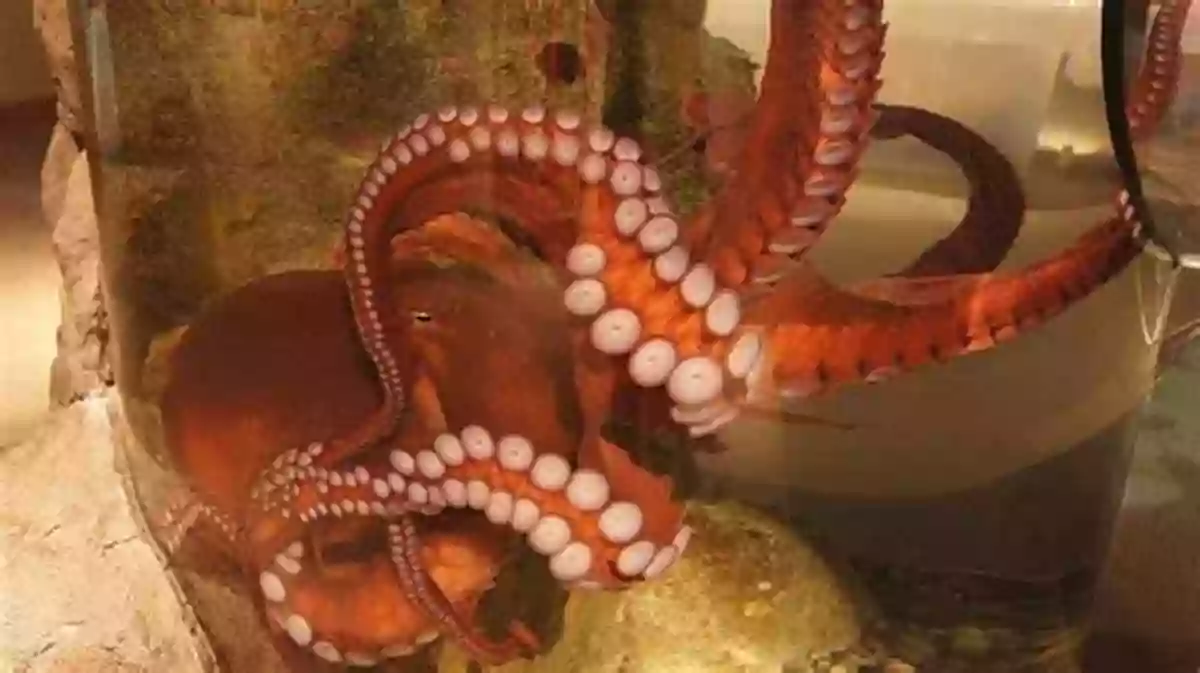 Curious Octopus Exploring Its Surroundings Octopuses (21st Century Skills Library: Exploring Our Oceans)