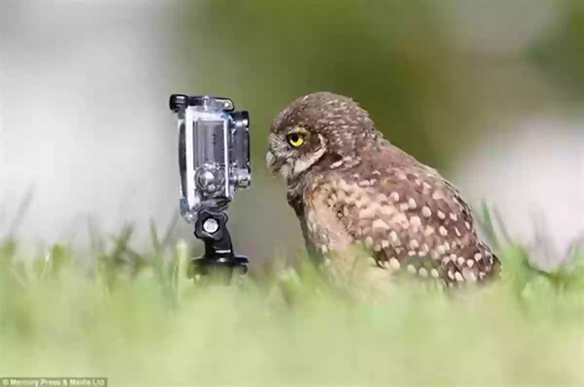 Curious Owls Gazing Into The Camera A To Z Animals: Animal Picture