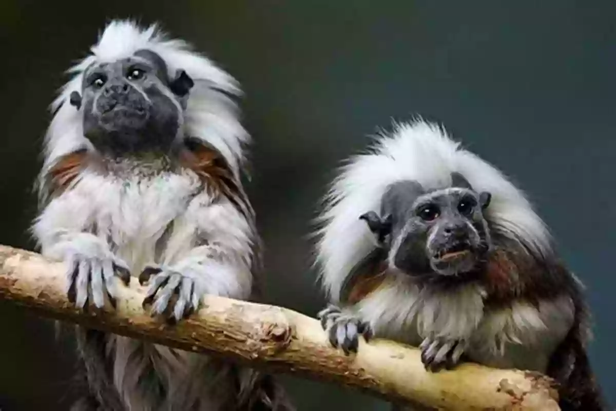 Cute Tamarins Playing In The Forest Tuki And Moka: A Tale Of Two Tamarins (Tales Of The World)