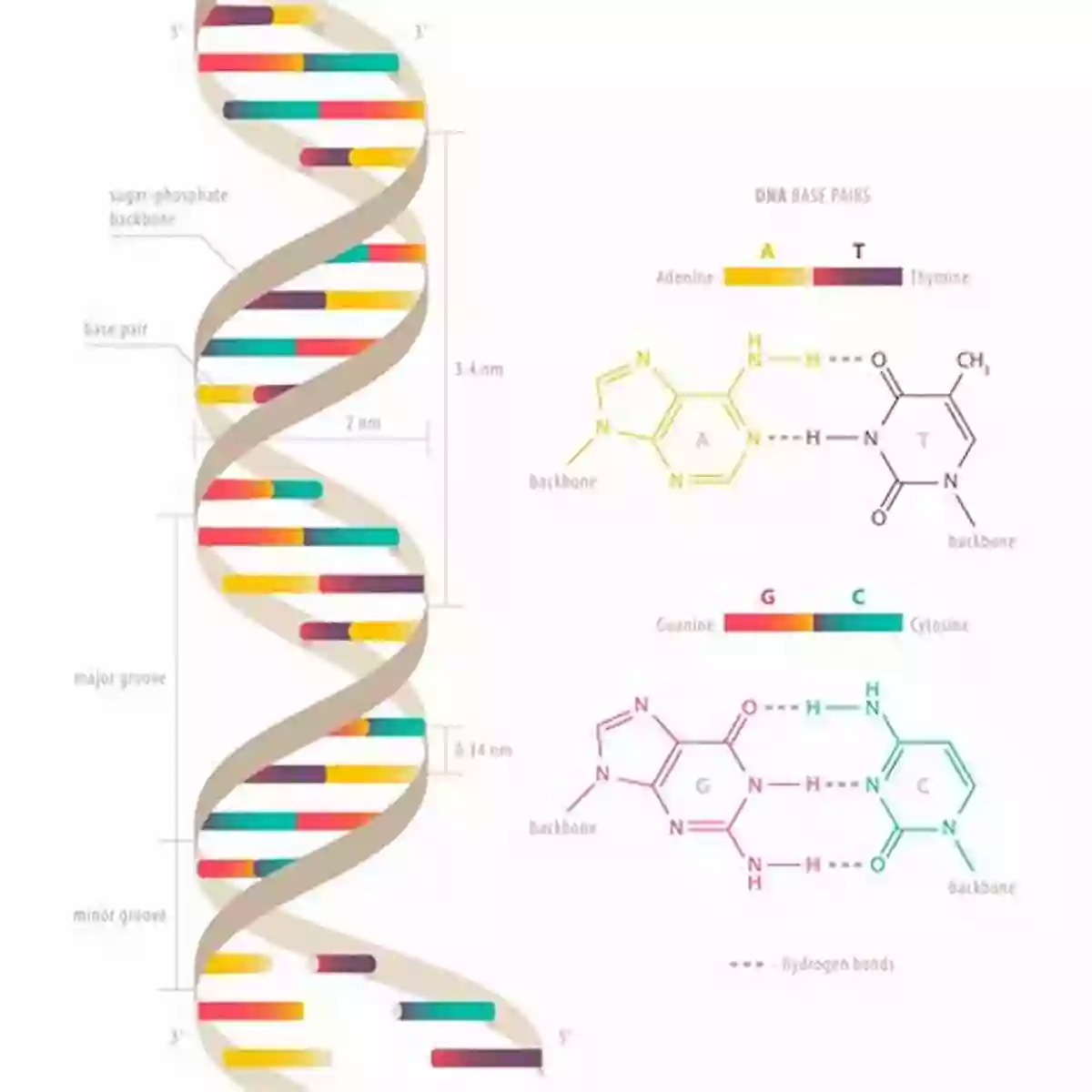 DNA Double Helix Structure The Ancient Nasca World: New Insights From Science And Archaeology