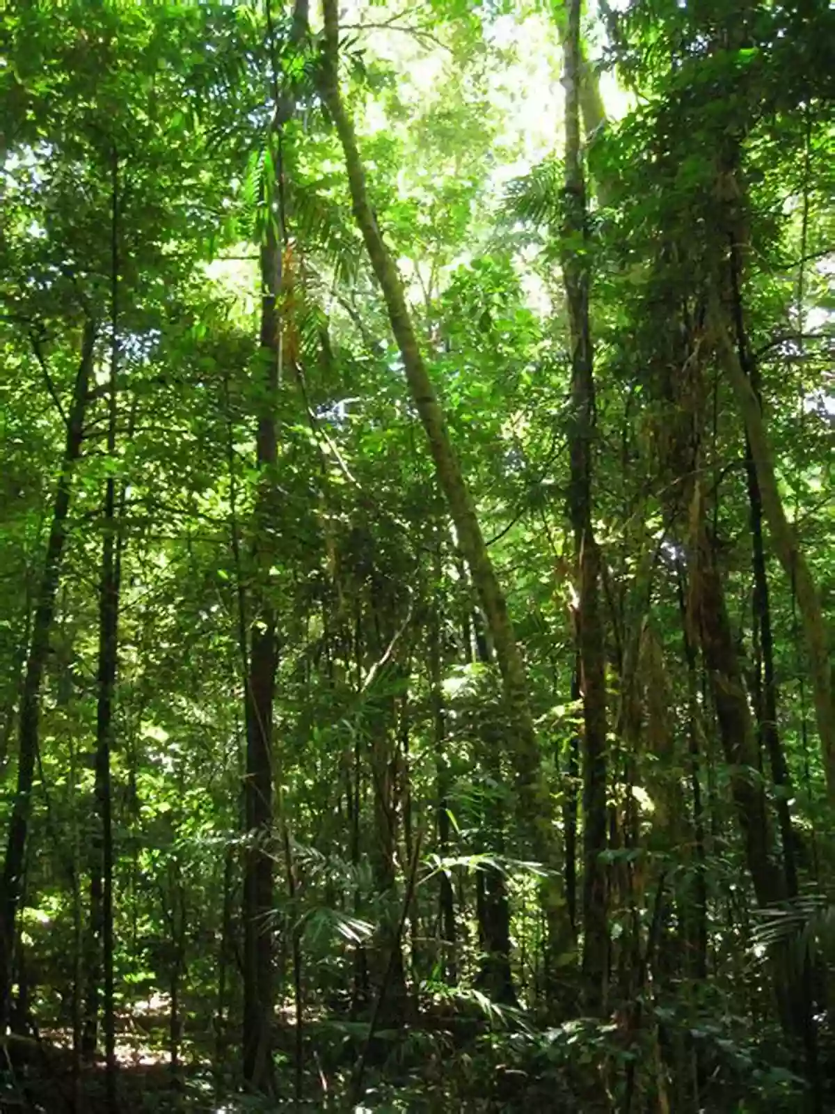 Daintree Rainforest Rain Forest Life (Habitats Around The World)