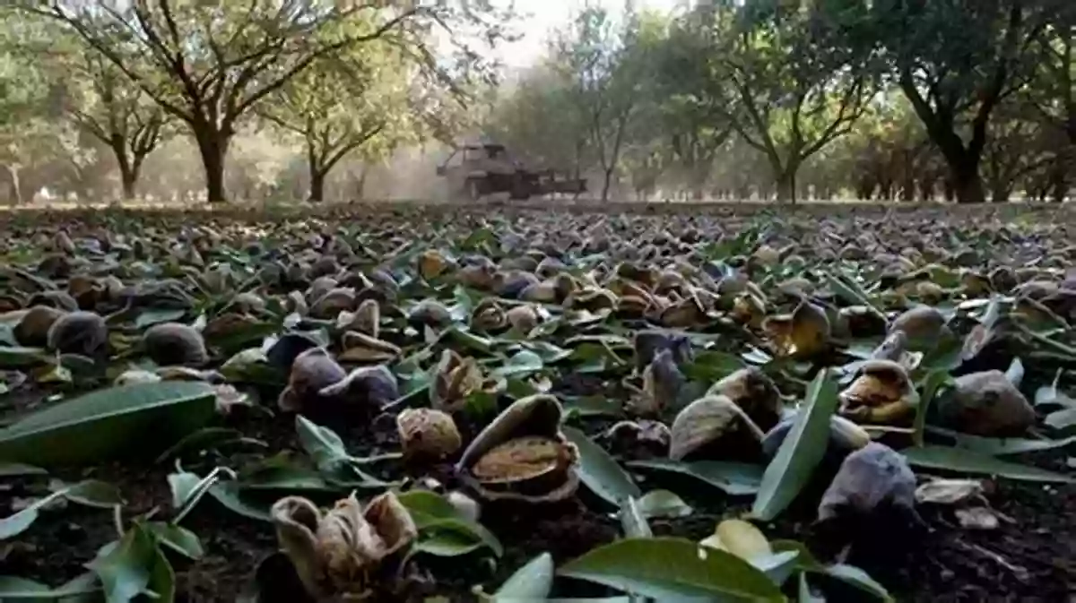 Delicious Farm To Table Almonds Straight From The Orchard From The Farm To The Table Almonds