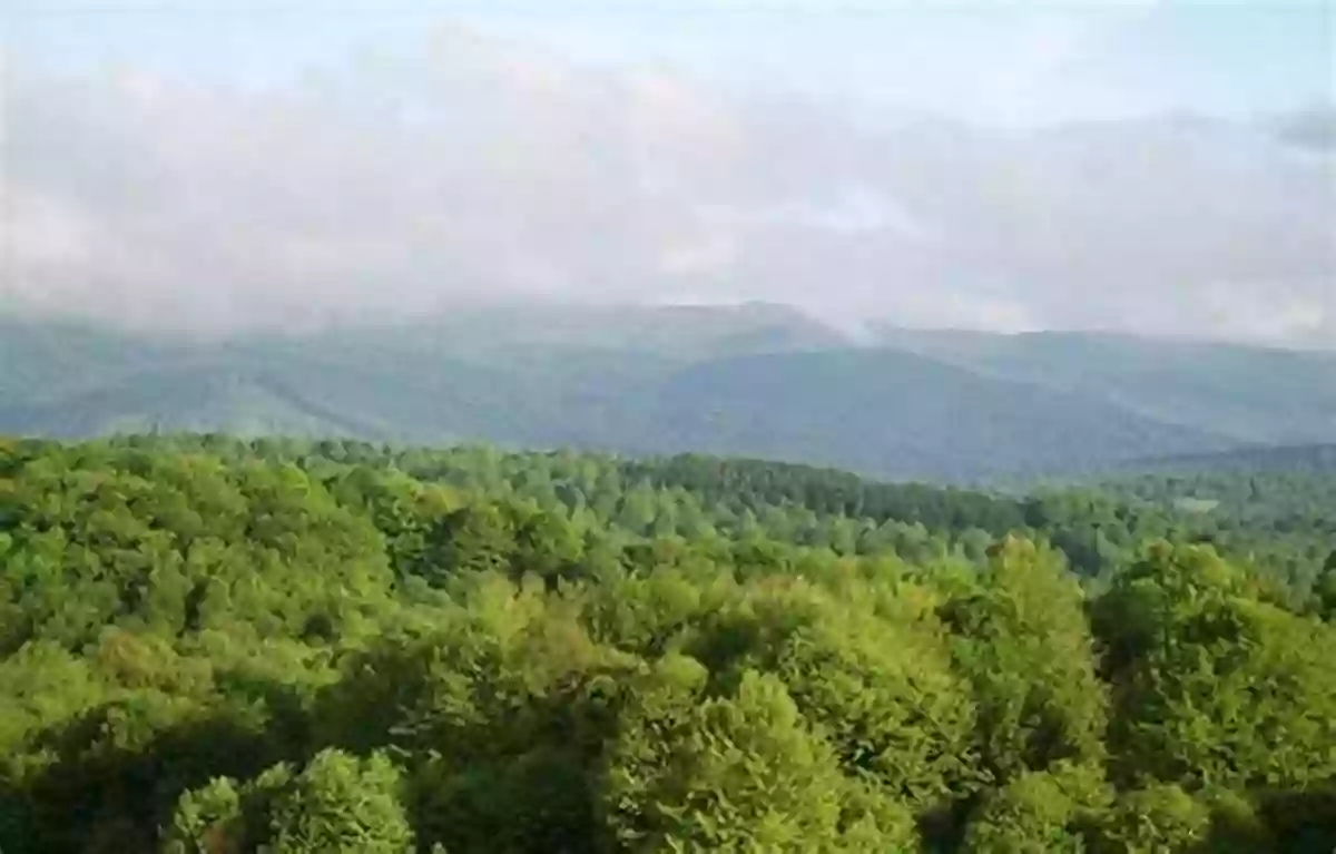 Dense Forest Stretching As Far As The Eye Can See Nature And Landscape: Vegetations Rocks And Topography