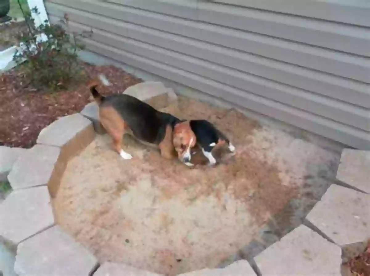 Dev The Dog Digging Rocks In The Backyard Dev The Dog Digs Rocks