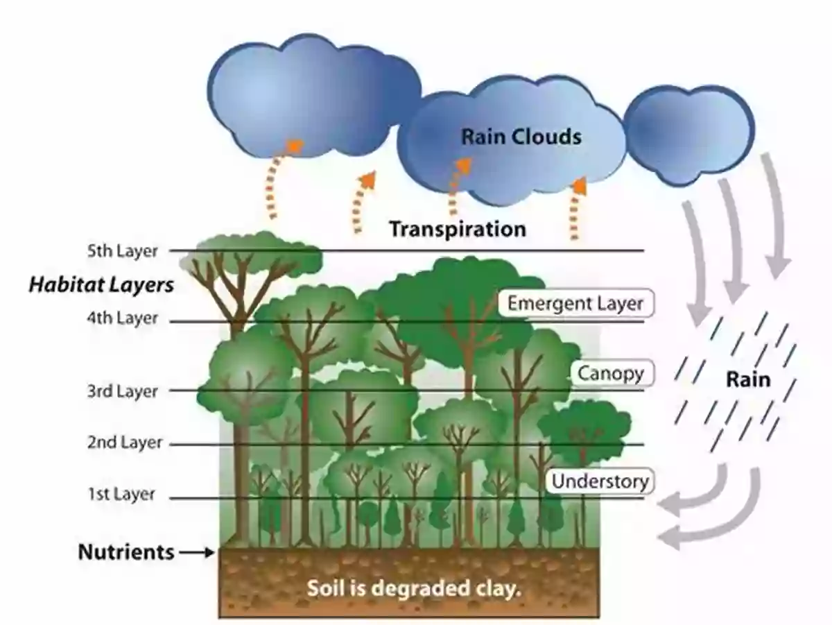 Diagram Showing The Various Components Of A Forest Ecosystem Forests: Discover Pictures And Facts About Forests For Kids