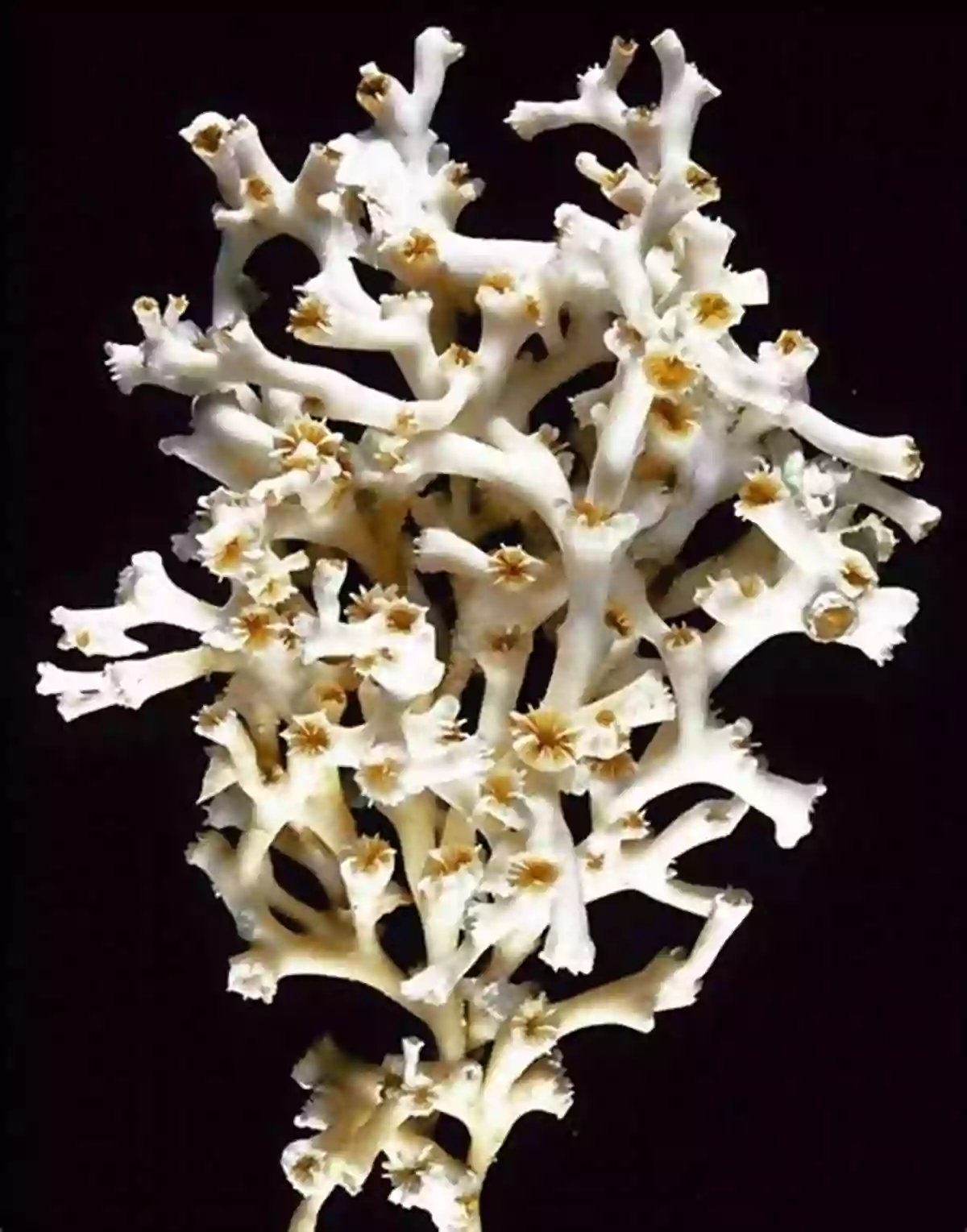 Discovering The Beauty Of Lophelia Coral W Is For Waves: An Ocean Alphabet (Science Alphabet)