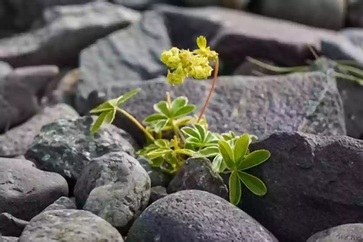 Diverse Plant Life Thriving On A Glacier Ice Rivers: A Story Of Glaciers Wilderness And Humanity