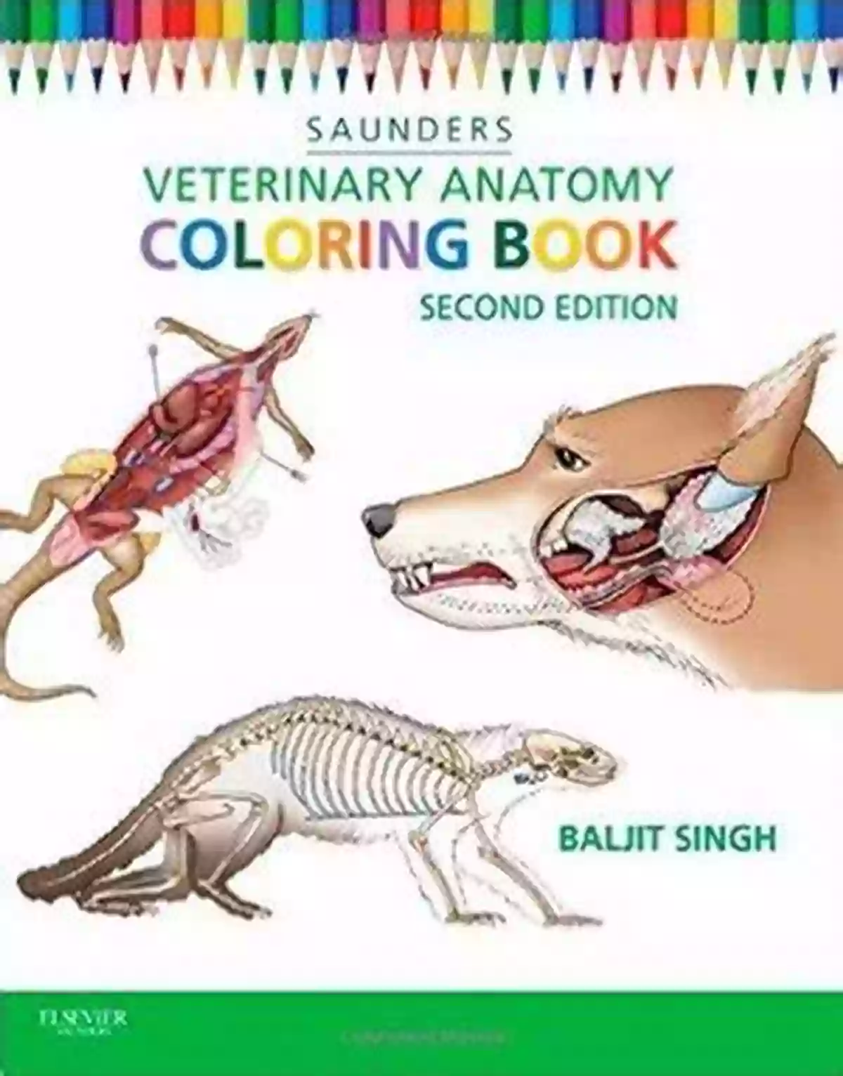 Dog Brain Anatomy Veterinary Anatomy Coloring Book Veterinary Anatomy Coloring Dog Anatomy Veterinary Physiology Workbook: 70 Pages 8 5 X 11 For Vet Nurses And Students